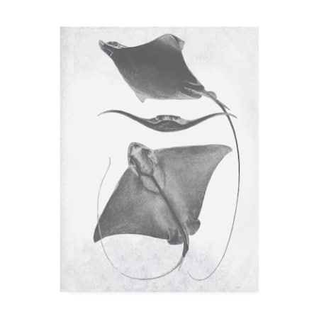 Studio W 'Grey-Scale Stingrays III' Canvas Art,18x24